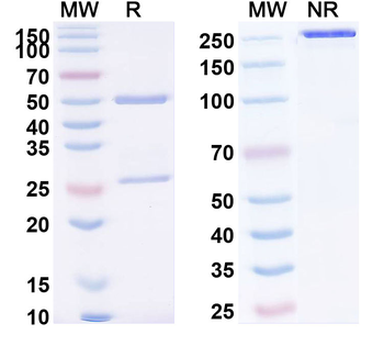 Emactuzumab Human Monoclonal Antibody