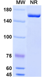 Cabiralizumab Human Monoclonal Antibody