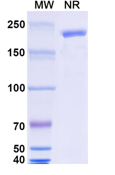 Enlimomab Mouse Monoclonal Antibody