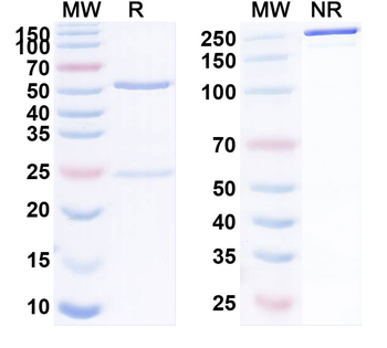 Abituzumab Human Monoclonal Antibody