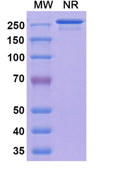Vatelizumab Human Monoclonal Antibody