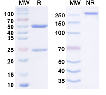 Iscalimab Human Monoclonal Antibody