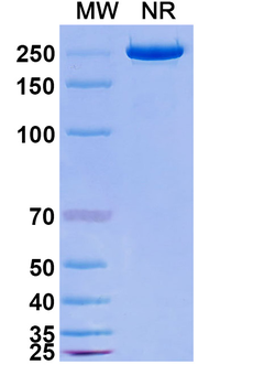 Lilotomab Mouse Monoclonal Antibody