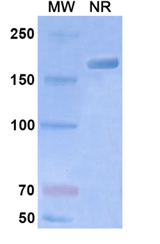 Begelomab Mouse Monoclonal Antibody