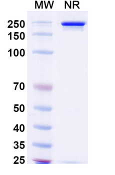 Epcoritamab Chimeric Monoclonal Antibody
