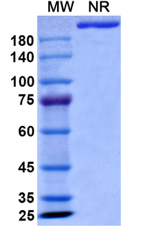 Obexelimab Chimeric Monoclonal Antibody
