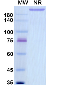 Rovelizumab Human Monoclonal Antibody