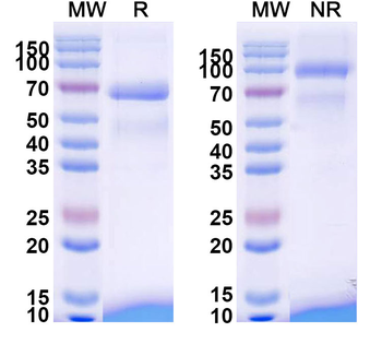 Tebentafusp Human Monoclonal Antibody
