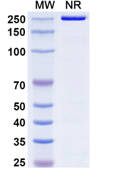 Foralumab Human Monoclonal Antibody