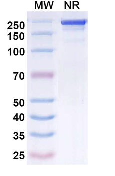 Visilizumab Human Monoclonal Antibody