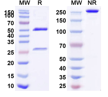Teplizumab Human Monoclonal Antibody