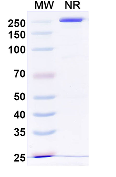 Otelixizumab Human Monoclonal Antibody