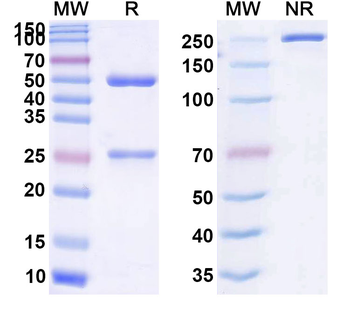 Muromonab Mouse Monoclonal Antibody