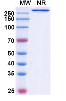 Gimsilumab Human Monoclonal Antibody