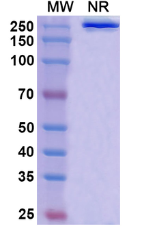 Lenzilumab Human Monoclonal Antibody