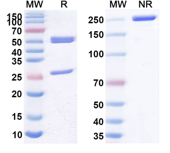 Otilimab Human Monoclonal Antibody