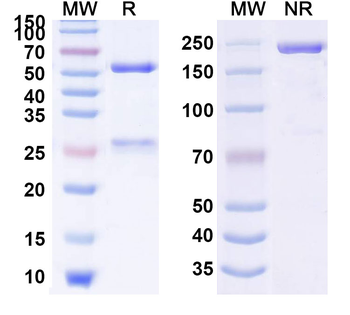 Namilumab Human Monoclonal Antibody