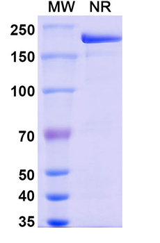 Pamrevlumab Human Monoclonal Antibody