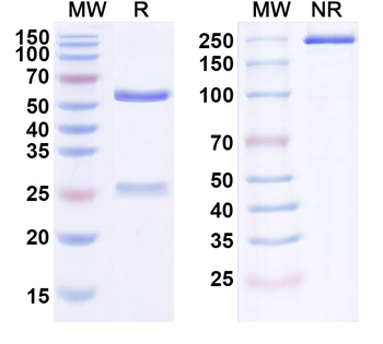 Fasinumab Human Monoclonal Antibody