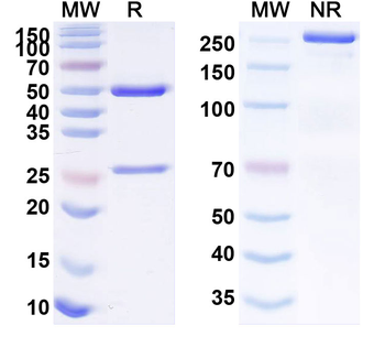 Xentuzumab Human Monoclonal Antibody
