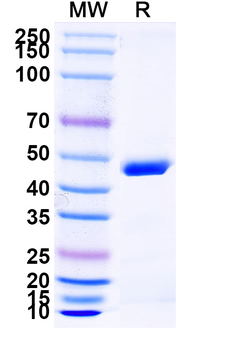 Ozoralizumab Human Monoclonal Antibody