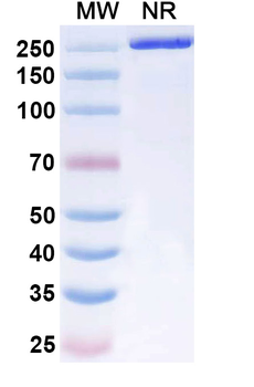 Fontolizumab Human Monoclonal Antibody