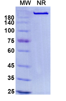 Brazikumab Human Monoclonal Antibody