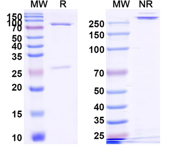 Tibulizumab Human Monoclonal Antibody