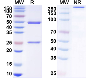 Afasevikumab Human Monoclonal Antibody