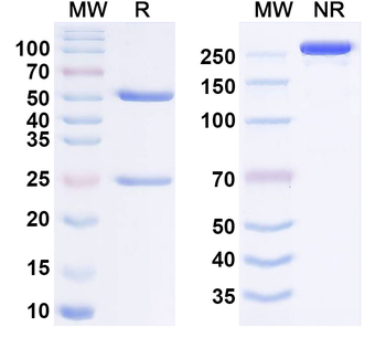 Netakimab Human Monoclonal Antibody