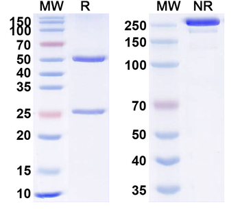 Vunakizumab Human Monoclonal Antibody