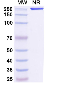 Bimekizumab Human Monoclonal Antibody