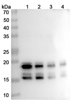 Bimekizumab Human Monoclonal Antibody
