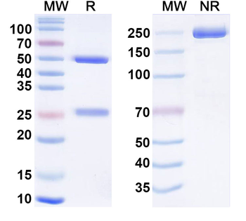 Cendakimab Human Monoclonal Antibody