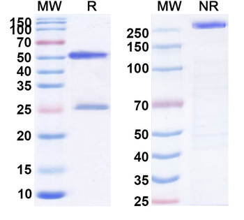 Briakinumab Human Monoclonal Antibody