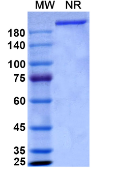 Clazakizumab Human Monoclonal Antibody