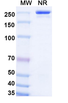 Olokizumab Human Monoclonal Antibody