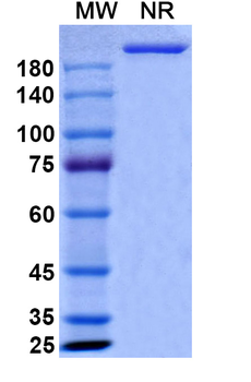 Sirukumab Human Monoclonal Antibody