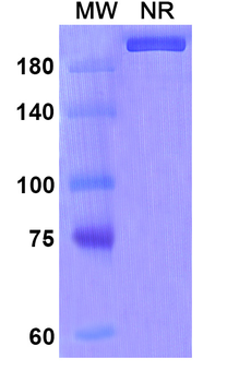 Ziltivekimab Human Monoclonal Antibody