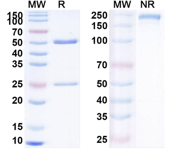 Bermekimab Human Monoclonal Antibody