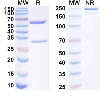 Bacteriophage M13 Capsid protein G8P Monoclonal Antibody, Biotin