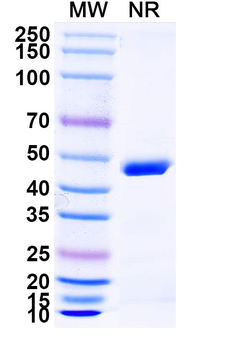 HPV16 E6/Protein E6 Antibody