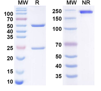 Influenza A Virus H7 subtype Hemagglutinin/HA Antibody