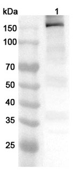 Human MYBPC3 Polyclonal Antibody