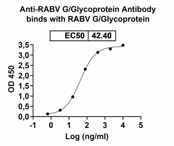 RABV G/Glycoprotein Antibody