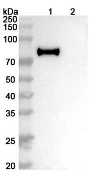 Research Grade Flu A (H7N9) HA/Hemagglutinin Antibody