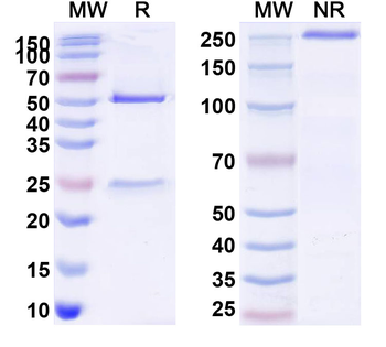 Research Grade Flu A (H3N2) HA/Hemagglutinin Neutralizing Antibody