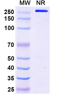 Research Grade Flu A (H3N2) HA/Hemagglutinin Antibody