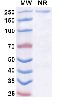 pan-coronavirus neutralization Antibody