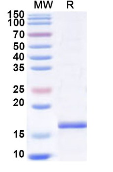 Recombinant Human CD371/CLEC12A Protein, N-His